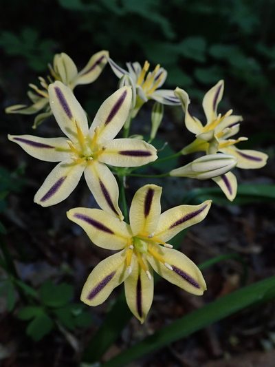 Triteleia hendersonii, photographed by Nolan Exe