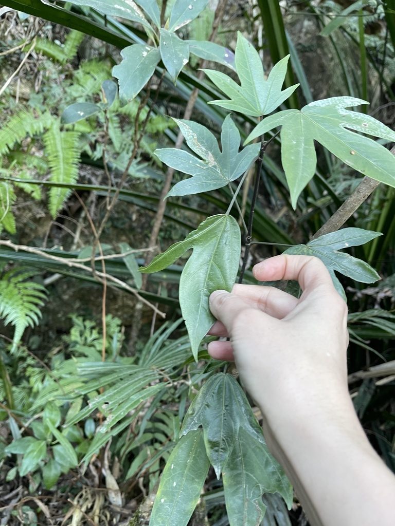 Dendropanax proteus, photographed by Yj