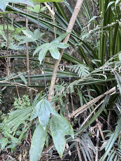 Dendropanax proteus, photographed by Yj