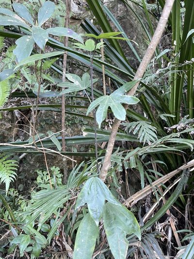 Dendropanax proteus, photographed by Yj