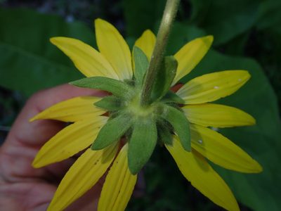 Balsamorhiza deltoidea, photographed by Nolan Exe