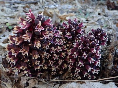 Kopsiopsis strobilacea, photographed by Nolan Exe