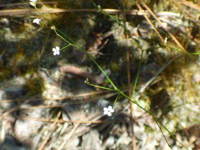 Stipulicida setacea, photographed by kcthetc1