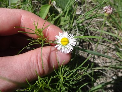 Erigeron tracyi, photographed by Thomas Koffel