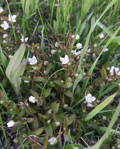 Swertia dichotoma, photographed by Юлия