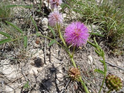 Mimosa quadrivalvis, photographed by Thomas Koffel