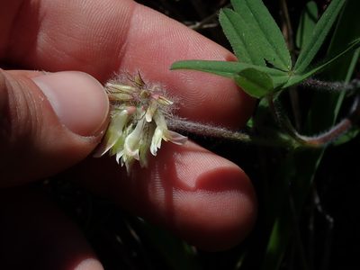 Trifolium eriocephalum, photographed by Nolan Exe