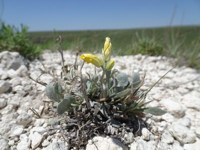 Physaria ovalifolia, photographed by Thomas Koffel