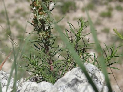 Ipomopsis spicata, photographed by Thomas Koffel