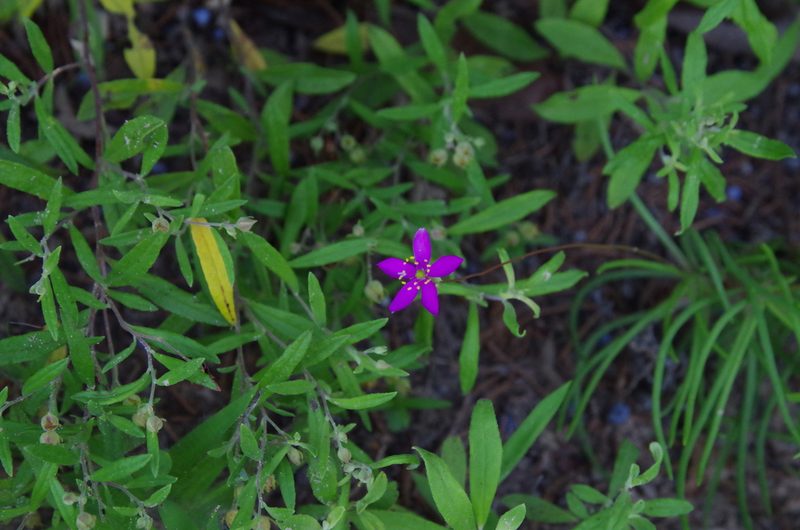 Phemeranthus rugospermus, photographed by Eric Knight