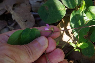 Galactia volubilis, photographed by Eric Knight
