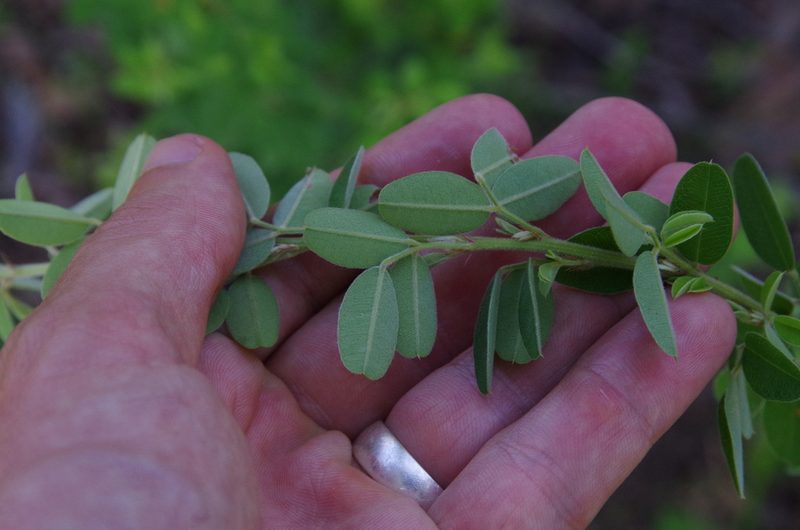 Lespedeza stuevei, photographed by Eric Knight