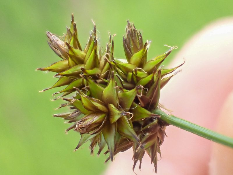 Carex pachystachya, photographed by Trevor Van Loon