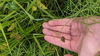 Carex pachystachya, photographed by Trevor Van Loon