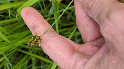 Carex pachystachya, photographed by Trevor Van Loon