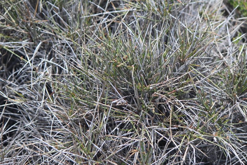 Ephedra compacta, photographed by José Belem Hernández Díaz