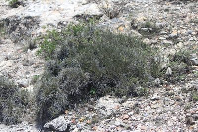 Ephedra compacta, photographed by José Belem Hernández Díaz