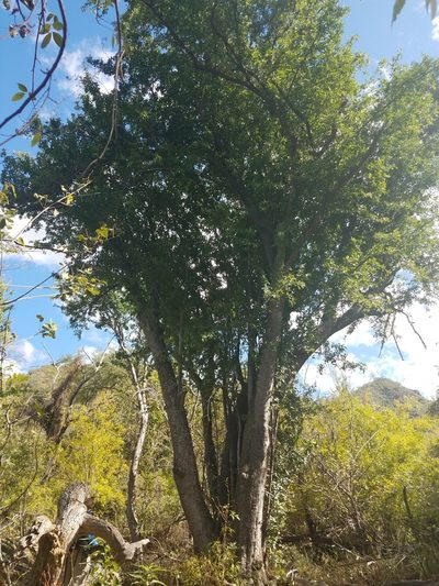 Pisonia flavescens, photographed by Alan Rockefeller