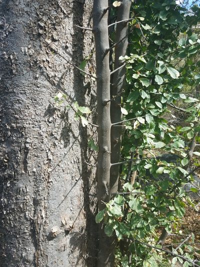 Pisonia flavescens, photographed by Alan Rockefeller