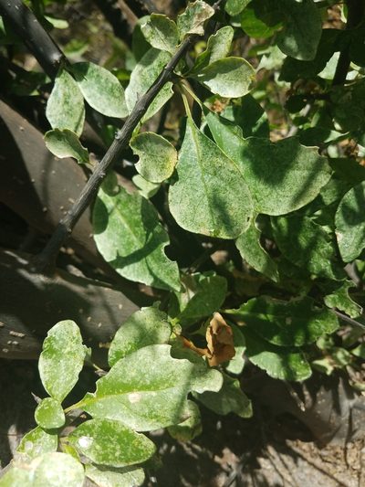 Pisonia flavescens, photographed by Alan Rockefeller