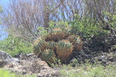 Ferocactus echidne, photographed by José Belem Hernández Díaz