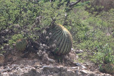 Echinocactus platyacanthus, photographed by José Belem Hernández Díaz