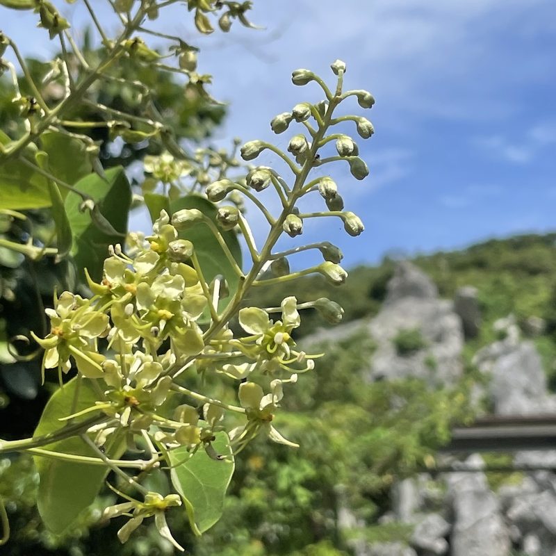Phanera japonica, photographed by Takaaki Hattori