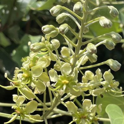 Phanera japonica, photographed by Takaaki Hattori