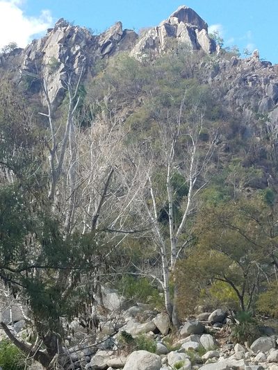 Populus brandegeei, photographed by Alan Rockefeller