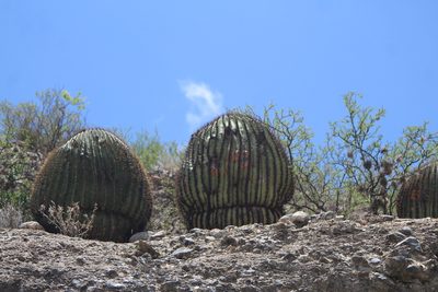 Echinocactus platyacanthus, photographed by José Belem Hernández Díaz