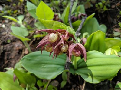Cypripedium fasciculatum, photographed by Elias