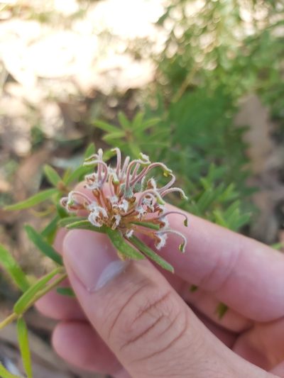 Grevillea phylicoides, photographed by Tim