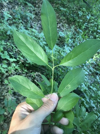 Rhamnus davurica, photographed by Rose Zappa