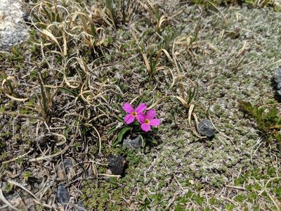 Primula angustifolia, photographed by Elias