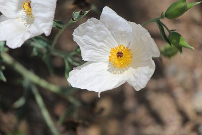 Argemone grandiflora, photographed by José Belem Hernández Díaz