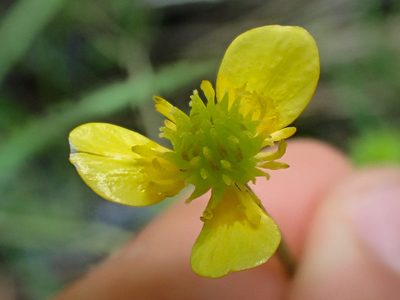 Ranunculus macounii, photographed by Trevor Van Loon