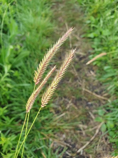 Hordeum brevisubulatum, photographed by Анна Митрошенкова