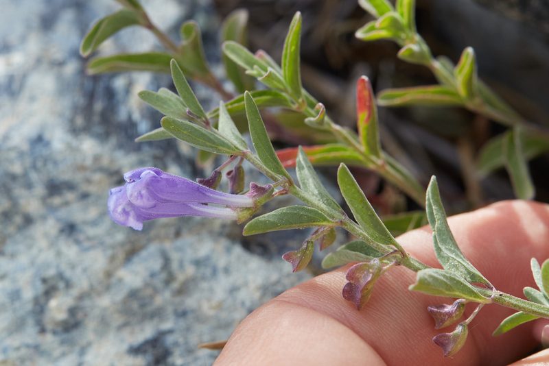 Scutellaria antirrhinoides, photographed by Ken-ichi Ueda