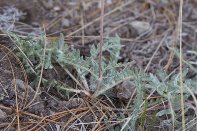 Balsamorhiza lanata, photographed by Ken-ichi Ueda