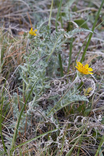 Balsamorhiza lanata, photographed by Ken-ichi Ueda