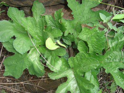 Dorstenia drakena, photographed by Franceli Macedo