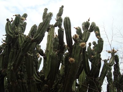 Stenocereus montanus, photographed by Franceli Macedo