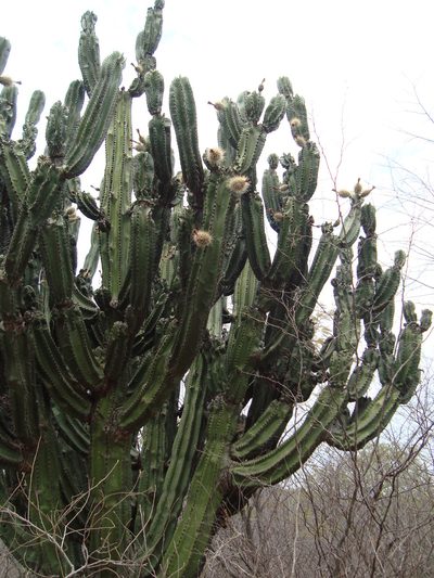 Stenocereus montanus, photographed by Franceli Macedo