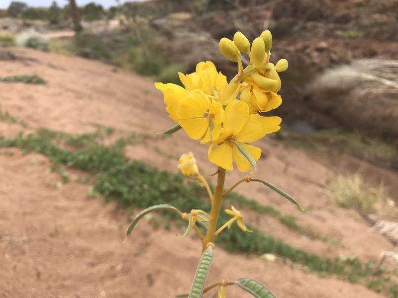 Senna venusta, photographed by Miguel de Salas