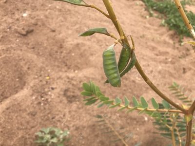 Senna venusta, photographed by Miguel de Salas