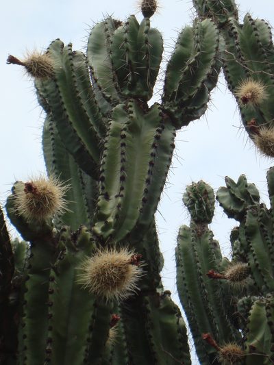 Stenocereus montanus, photographed by Franceli Macedo