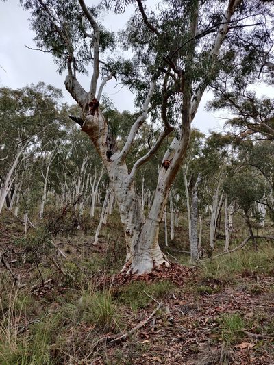 Eucalyptus rossii, photographed by Donald Hobern