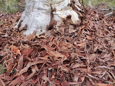 Eucalyptus rossii, photographed by Donald Hobern