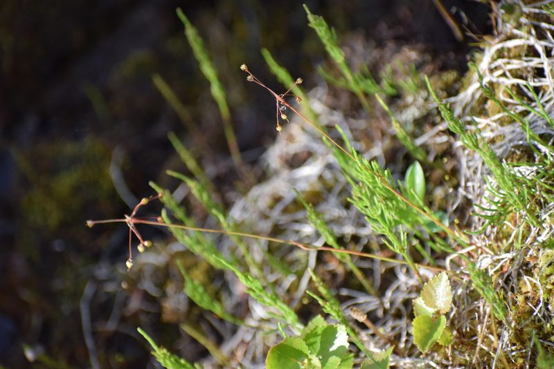 Luzula rufescens, photographed by Syd Cannings