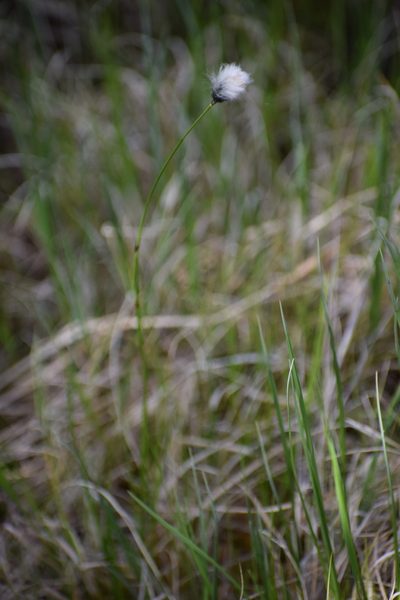 Eriophorum brachyantherum, photographed by Syd Cannings